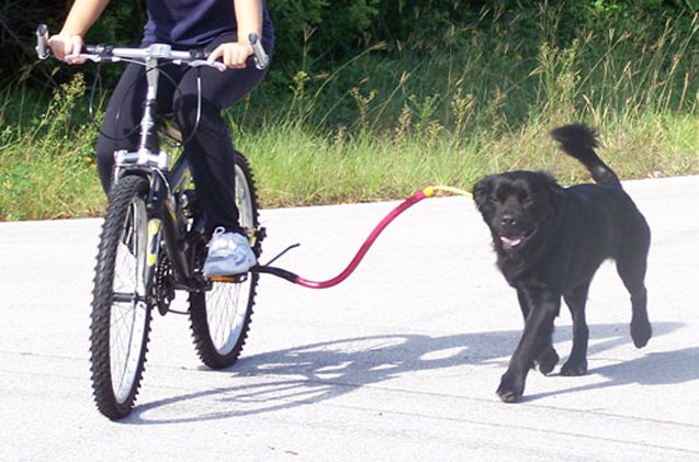 cycle safely with your dog thanks to the bike tow leash