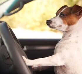 Do You Make These 5 Dog Car Safety Mistakes?