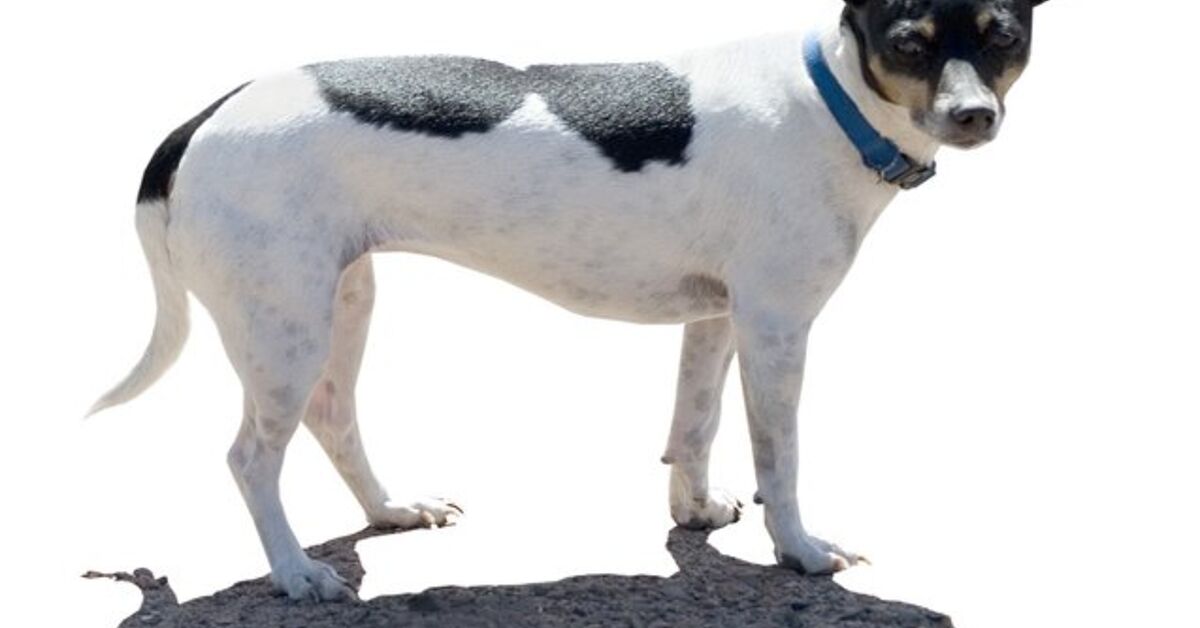 Rat Terrier Dog Breed Information and Pictures PetGuide PetGuide