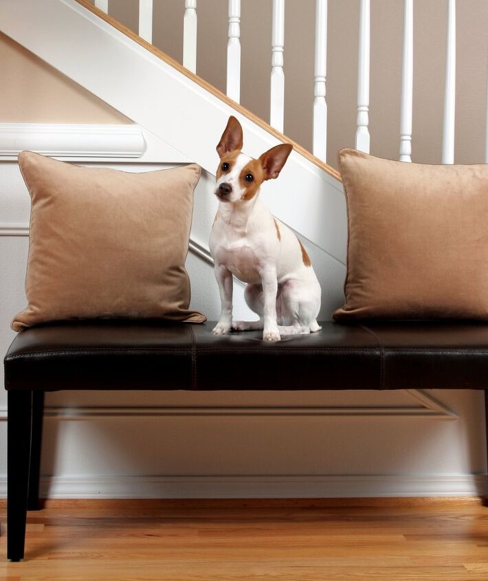 Rat Terrier Dog Breed Information and Pictures - PetGuide | PetGuide