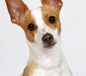 A rat hot sale terrier