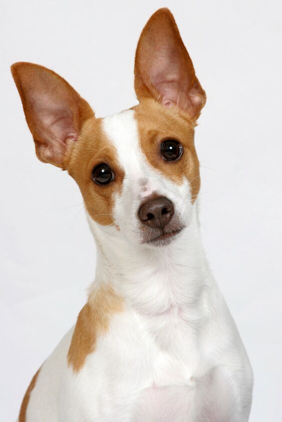 Rat Terrier Dog Breed Information and Pictures - PetGuide | PetGuide