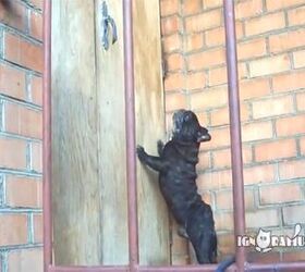 How One Dog Gets His Owners To Let Him Inside [Video]