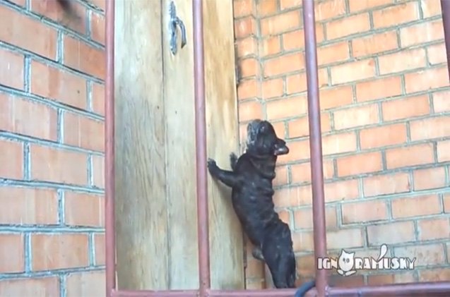 how one dog gets his owners to let him inside video