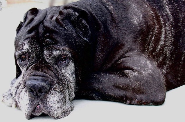 top 10 reasons for adopting an older dog