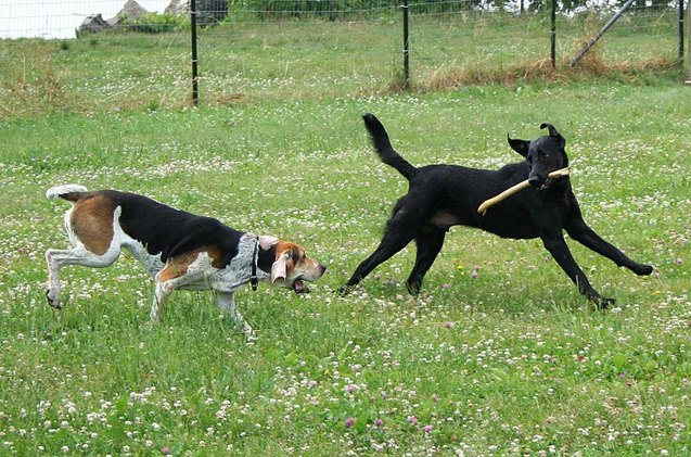 top 10 reasons to put your dog in doggie daycare