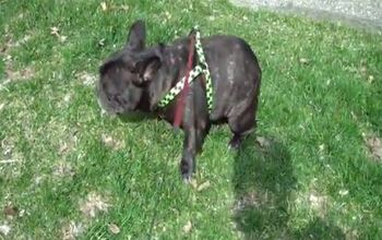 French Bulldog Scared Of His Own Farts