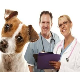 5 Warning Signs That You Need Dog Insurance