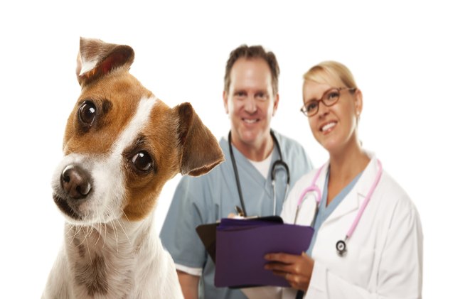 5 warning signs that you need dog insurance