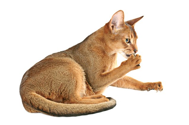 Abyssinian Cat Breed Information and Pictures - PetGuide | PetGuide