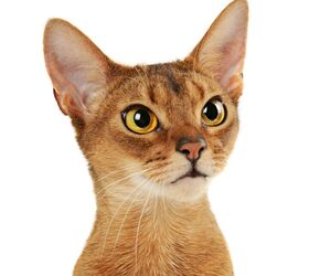 pære glide Endeløs Abyssinian Cat Breed Information and Pictures - PetGuide | PetGuide