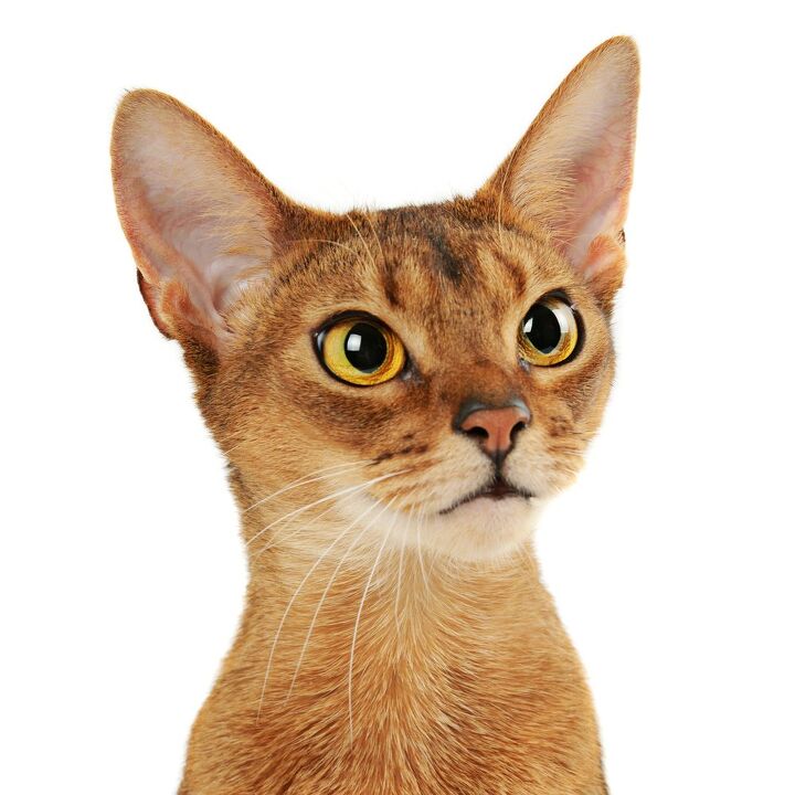 Abyssinian Cat Breed Information and Pictures - PetGuide | PetGuide
