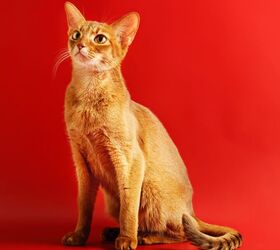 do abyssinian cats get along with dogs