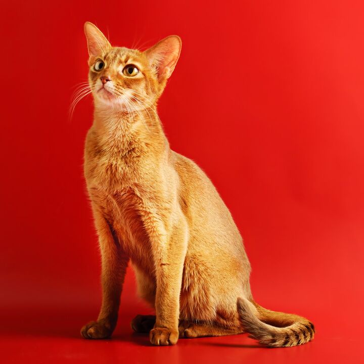 Abyssinian Type Abyssinian Cat Breed Information and Pictures - PetGuide | PetGuide