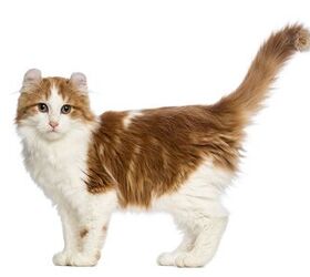 American Curl Cat Breed Information and Pictures - PetGuide | PetGuide