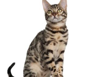 Bengal siberian best sale cat mix