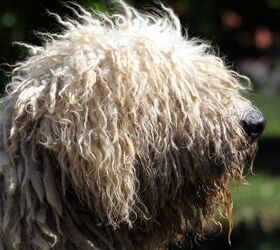 Komondor Dog Breed Information and Characteristics