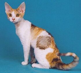 devon rex origin