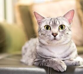 Egyptian Mau Cat Breed Information Pictures | PetGuide