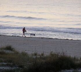 salty dog coast dog friendly adventures in florida