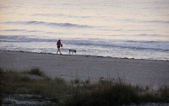 Salty Dog Coast: Dog-Friendly Adventures in Florida