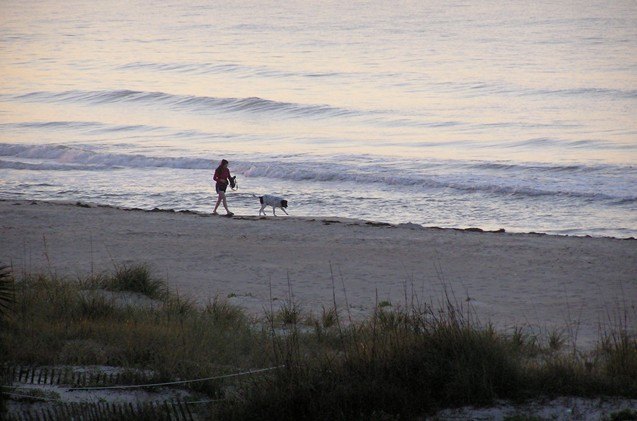 salty dog coast dog friendly adventures in florida