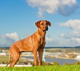 top 10 dog breeds with allergies