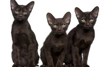 Havana Rabbit Breed Information and Pictures - PetGuide.com | PetGuide