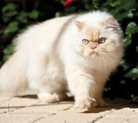 persian himalayan cat paw