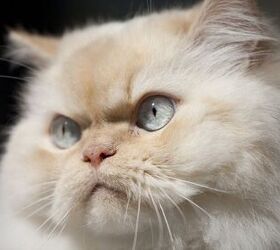 Himalayan Cat Breed Information And Pictures - PetGuide | PetGuide