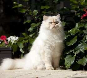 cream point himalayan cat