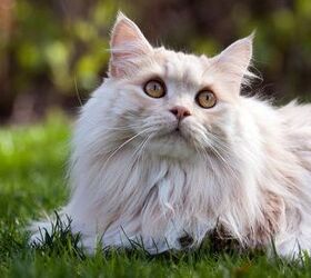 Manx Cat Breed Information and Pictures - PetGuide | PetGuide