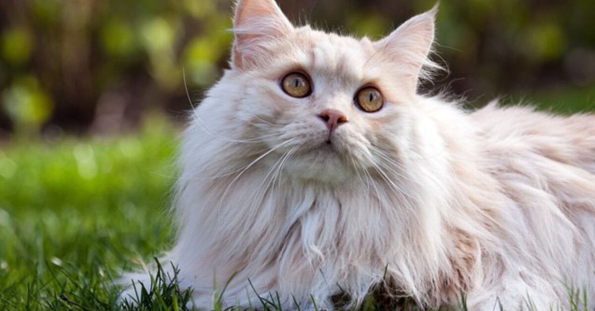 Manx Cat Breed Information and Pictures - PetGuide | PetGuide