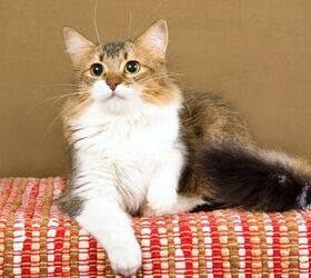 Is The Munchkin Breed The Right Fit For Your Home?