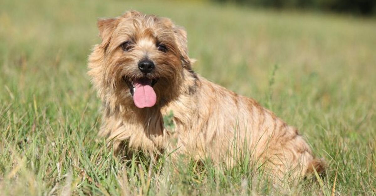 Norfolk Terrier Dog Breed Information And Pictures Petguide Petguide Norfolk Terrier Dog Breed Information And Pictures Petguide Petguide