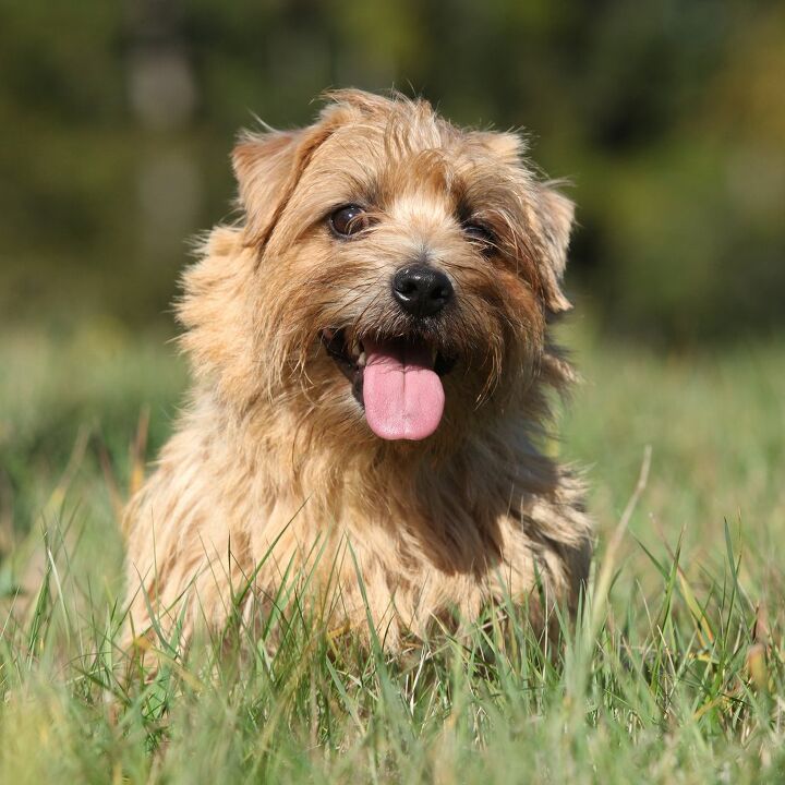 Norfolk Terrier Dog Breed Information And Pictures Petguide Petguide Norfolk Terrier Dog Breed Information And Pictures Petguide Petguide