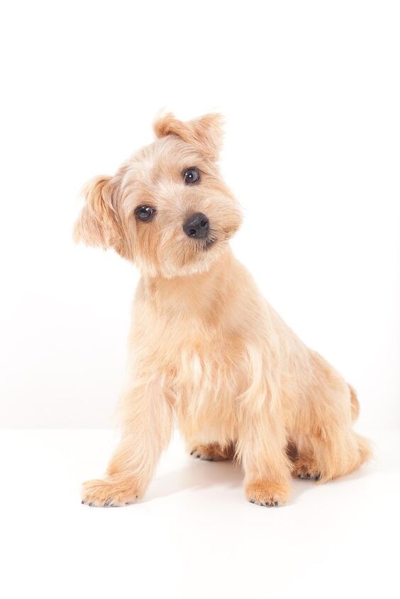Norfolk Terrier Dog Breed Information And Pictures Petguide Petguide Norfolk Terrier Dog Breed Information And Pictures Petguide Petguide