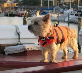 6 salty safety tips for your dog on a boat