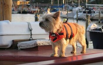 6 Salty Safety Tips For Your Dog On A Boat