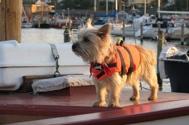 6 salty safety tips for your dog on a boat