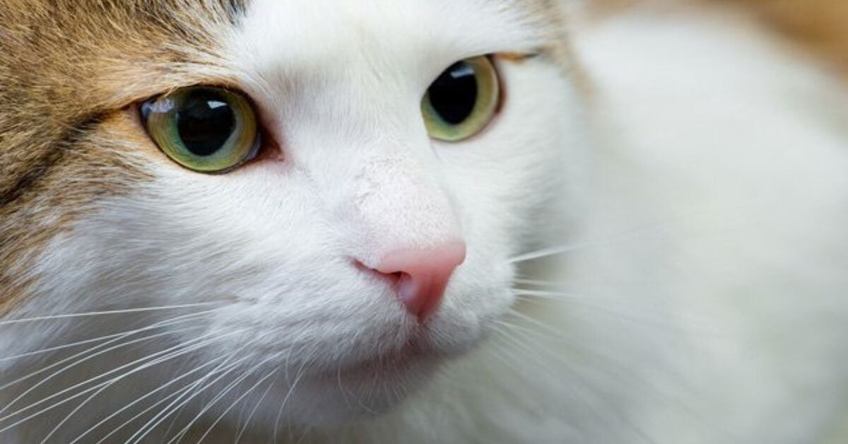 Ragamuffin Cat Breed Information and Pictures - PetGuide | PetGuide
