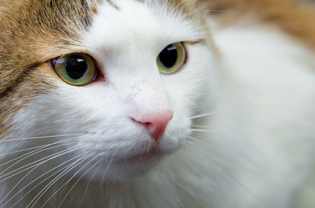 White Ragamuffin