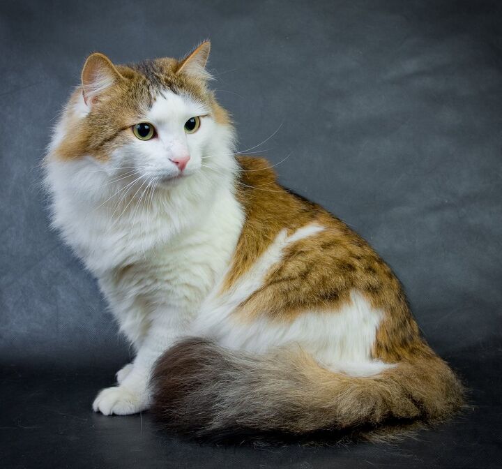 Ragamuffin Cat Breed Information and Pictures - PetGuide | PetGuide