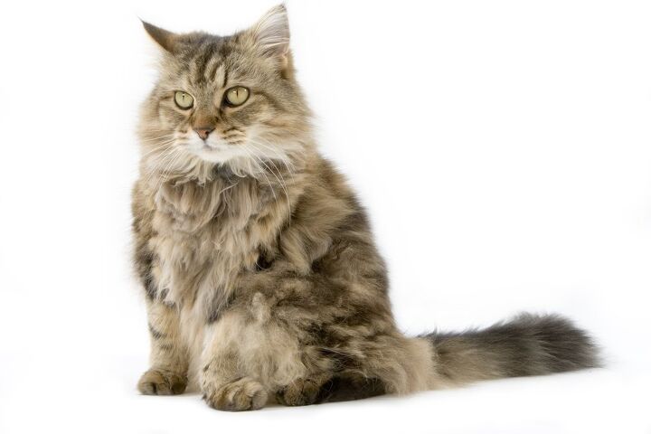 Ragamuffin Cat Breed Information and Pictures - PetGuide | PetGuide