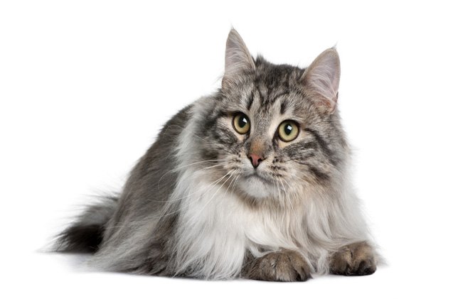 Blue Smoke Siberian Cat blue-smoke-siberian-cat