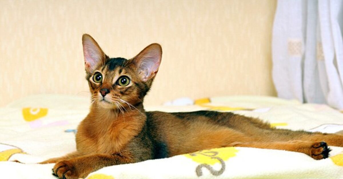 Somali Cat Breed Information and Pictures - PetGuide | PetGuide