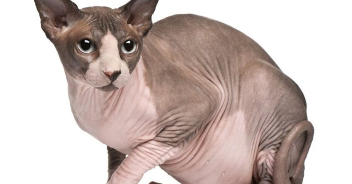 Sphynx Rabbit Sphynx Cat Breed Information and Pictures - PetGuide | PetGuide