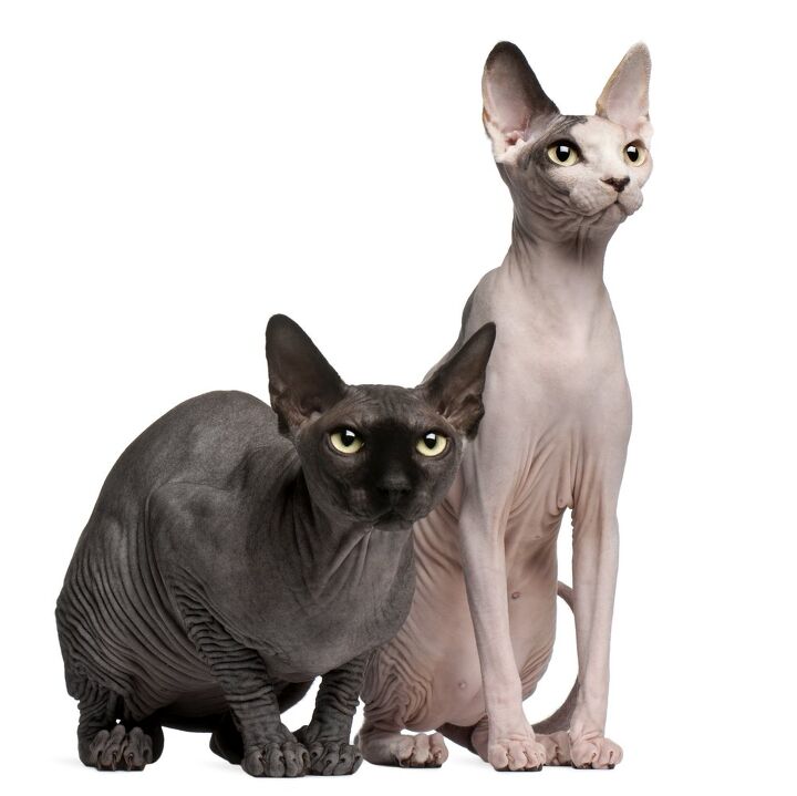 Cornish Rex Vs Devon Rex: Uncovering the Ultimate Feline Phenomenon