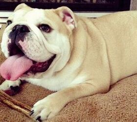 Top 10 Wackiest Dog Names of 2013 Announced