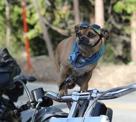 Enter Your Biker Dog In The Tails &#038; Tailpipes Biketoberfest  Phot
